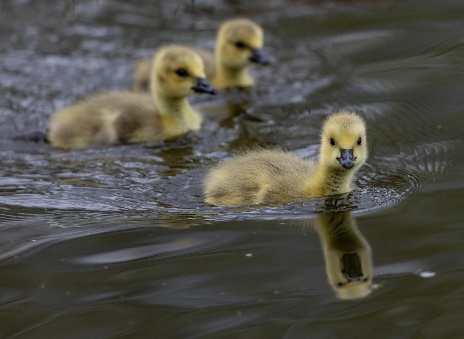 baby goslings on the water
